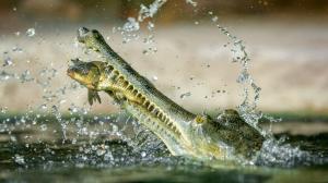 Foto: Petr Hamerník, Zoo Praha