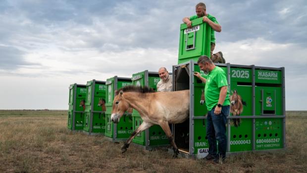 Vypouštění hřebce Galvana. Foto Oliver Le Que, Zoo Praha
