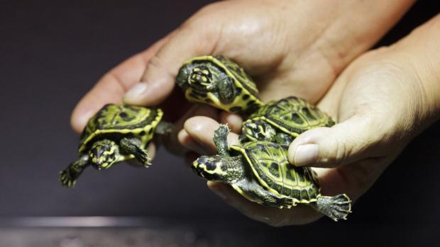 Photo: Tomáš Adamec, Prague Zoo