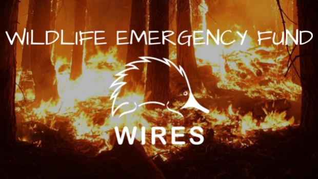 Organizace WIRES pomáhá volně žijícím živočichům v Austrálii už vice než 35 let. Foto: WIRES