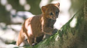 The kittens born in the first week of July are only the seventh and eighth jaguarundis born in the history of Prague Zoo. Their sex is not yet known. Photo by Petr Hamerník, Prague Zoo