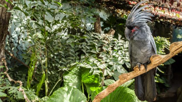 V expozici deštného nížinného lesa Nové Guineje se zabydlel největší kakadu světa. Jeho chocholka je jakýmsi barometrem nálady. V klidu je sklopená, ale při jakémkoliv hnutí emocí ji papoušek vztyčí, a své rozpoložení prozradí také rudnutím či blednutím holé kůže na tvářích. Foto: Petr Hamerník, Zoo Praha. 