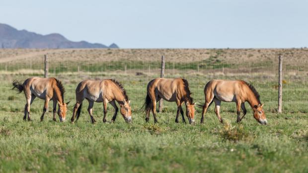 Klisny přepravené do Mongolska před týdnem se v klidu procházejí po aklimatizační ohradě v chráněné oblasti Gobi B. Zleva Querida, Kirá, Rabea a Paradise. Foto Miroslav Bobek, Zoo Praha