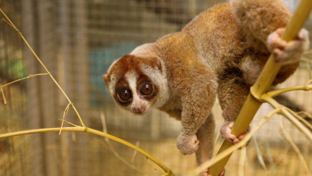 Outloň jávský, druh z přílohy CITES I. Foto © Tomáš Adamec, Zoo Praha