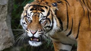 Tygr sumaterský Achilles, foto: Miroslav Bobek, Zoo Praha