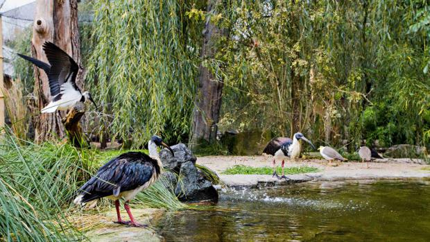 Водно-болотные угодья