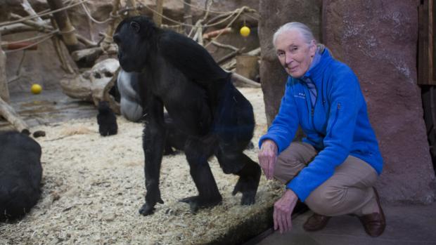 Jane Goodall nejvíce zaujal Pavilon goril a jeho obyvatelé. Foto: Václav Šilha, Zoo Praha