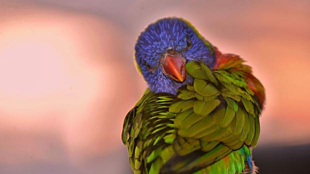 Photo: Jana Myslivečková, Prague Zoo