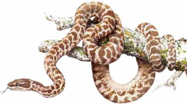 Rough-scaled python (c) Pavel Procházka