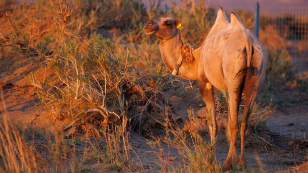 A female wild camel in the orange light of the sunrise. Photo: Miroslav Bobek, Prague Zoo 