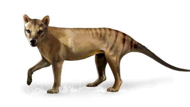 The Tasmanian tiger (c) Pavel Procházka