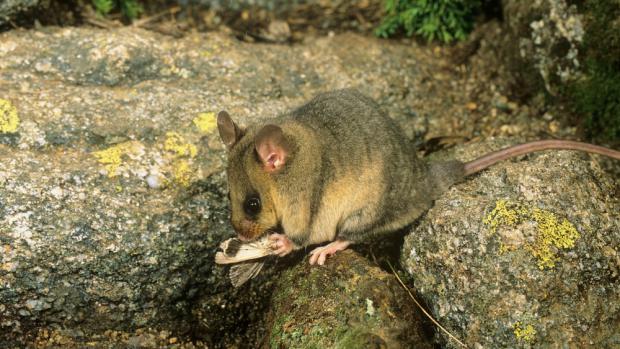 A mountain pygmy-possum eating its typical food—the bogong moth (Agrotis infusa). Photo: Jiří Lochman