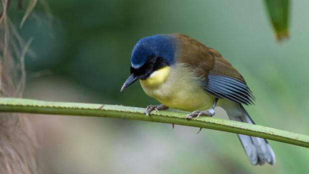 Foto: Petr Hamerník, Zoo Praha
