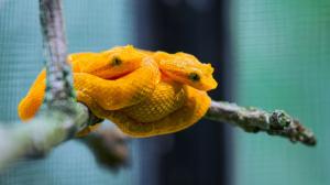 Mláďata křovinářů ostnitých ve žluté formě jsou ve své expozici snadno k nalezení. Foto Petr Hamerník, Zoo Praha