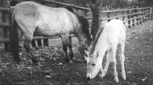 Foto: dr. Oscar Schwarz