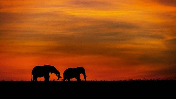 Sloni při východu slunce, Keňa. Foto: Roman Baláž Babilon