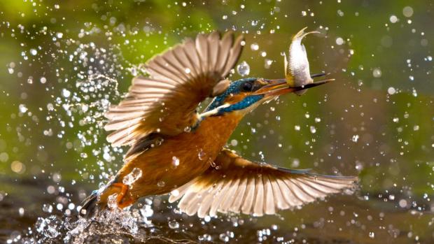 Ledňáček, kniha „Drahokam nad Dyjí. Rok ledňáčka“. Foto: Jan Halada