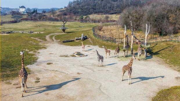 Picture: Martin Smrček, Prague Zoo