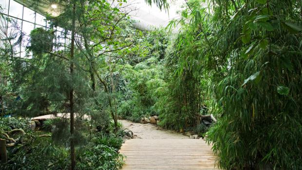Sichuan, photo: Tomáš Adamec, Prague Zoo