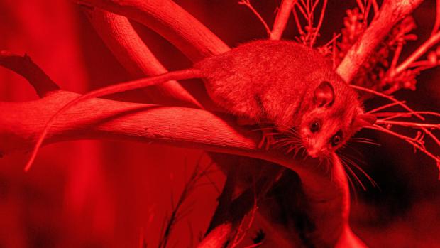 Vakoplch trpasličí v červeném světle nokturna v Healesville Sanctuary. Foto Miroslav Bobek, Zoo Praha