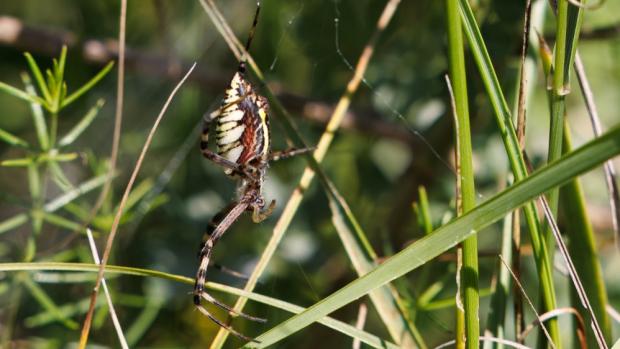 První nález křižáka pruhovaného (Argiope bruennichi) v Mongolsku: 7. srpna 2025 v údolí Klášterů, 119° 9' 54.69" V, 47° 12' 9.25" S. Foto: Miroslav Bobek, Zoo Praha