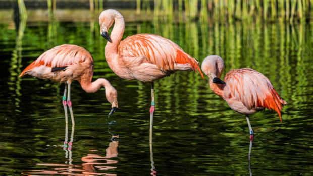 Foto: Petr Hamerník, Zoo Praha