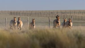 Koně Převalského se až včerejším dnem skutečně vrátili do Zlaté stepi ve středním Kazachstánu, když harém vedený hřebcem Zorrem opustil po roce aklimatizační ohrady. Zleva Sary, Wespe, Ypsilonka, hřebec Zorro, Umbra a úplně napravo klisna Tessa. Foto: Miroslav Bobek, Zoo Praha