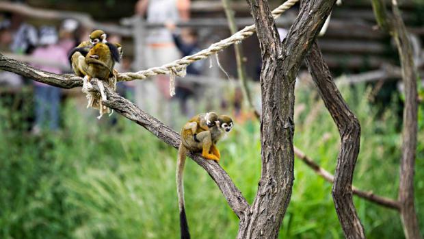 Водный мир и обезьяньи острова