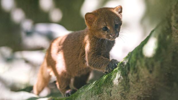 The kittens born in the first week of July are only the seventh and eighth jaguarundis born in the history of Prague Zoo. Their sex is not yet known. Photo by Petr Hamerník, Prague Zoo