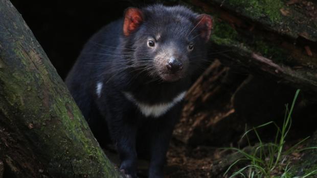 Tasmanian devils are remarkable creatures and iconic symbols of Tasmania, playing a vital role in maintaining the island’s ecosystem. Photo: Miroslav Bobek, Prague Zoo