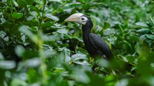 Mládě zoborožce běloocasého ve voliéře mezi Pavilonem tučňáků a Darwinovým kráterem. Tento druh je jedním z jedenácti endemických zoborožců z Filipín. V Evropě jej chová pouhých šest zoo. Foto Petr Hamerník, Zoo Praha