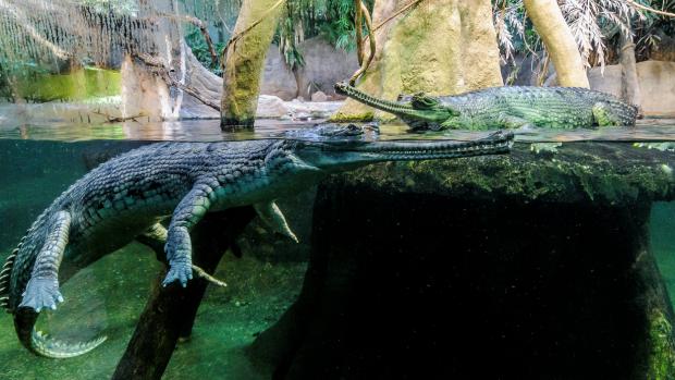 Chambal, photo: Petr Hamerník