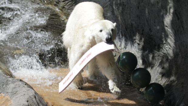 Medvěd lední, foto (c) Tomáš Adamec, Zoo Praha