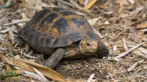 Želva Forstenova, foto: Petr Hamerník, Zoo Praha