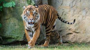 Суматранский тигр Ахиллес во время одного из первых посещений открытого вольера Павильона хищников и рептилий. Фото: Петр Гамерник, Пражский зоопарк 