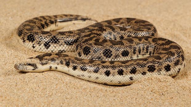 Photographing Tartar sand boa was a challenge: it immediately disappeared into the sand. Photo Miroslav Bobek