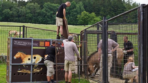 Poslední přišla na řadu Kordula - a také to s ní bylo nejtěžší. Foto: Miroslav Bobek, Zoo Praha