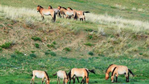 Stádo Babety, foto (c) Jana Ptačinská Jirátová