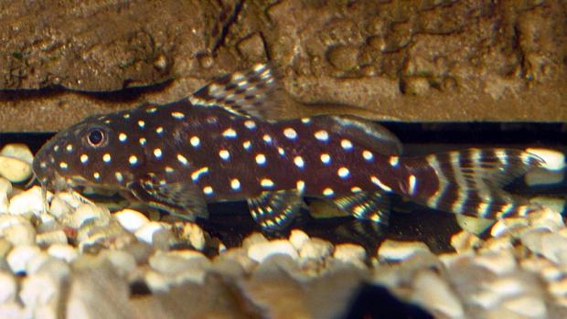 Peřovec andělský. Foto: Wikimedia Commons