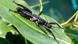 Lord Howe Island stick insect. Photo: Miroslav Bobek, Prague Zoo