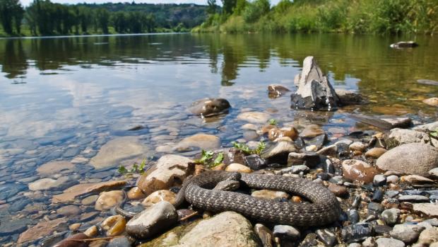 Užovka podplamatá. Foto: Mikuláš Velenský, Zoo Praha
