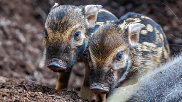 Selátka štětkounů afrických vynikají svými proužky, stejně jako je tomu v případě jiných druhů prasatovitých. Foto Miroslav Bobek, Zoo Praha 