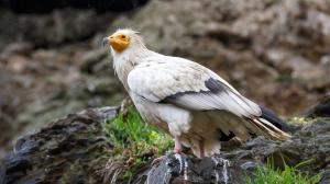 Photo: Václav Šilha, Prague Zoo