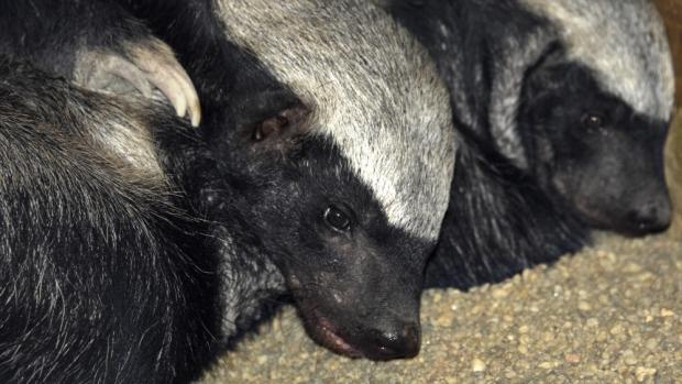 Foto: Vladimír Motyčka, Zoo Praha