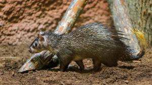 Osinák africký krátce po vypuštění v novém pavilonu goril. Foto: Petr Hamerník, Zoo Praha