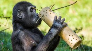 Ajabu (na snímku tříletý) s enrichmentem. Foto: Petr Hamerník, Zoo Praha