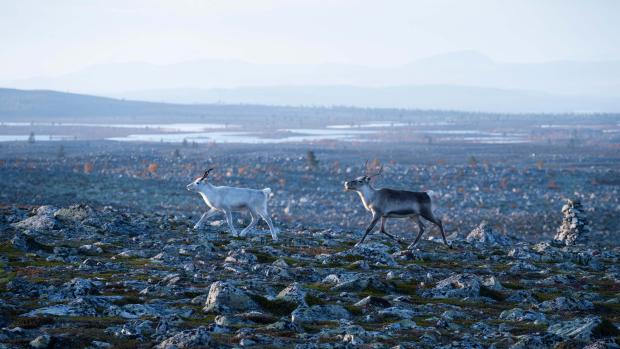 Sami spolu, Laponsko: Foto: Vojtěch Schmidt