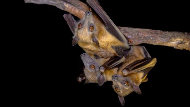 Srst na krku mívá u kaloňů plavých často sytě žluté až oranžové zbarvení. Foto: Petr Hamerník, Zoo Praha