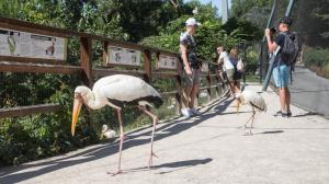 Voliéra Asijská laguna, foto: Václav Šilha, Zoo Praha