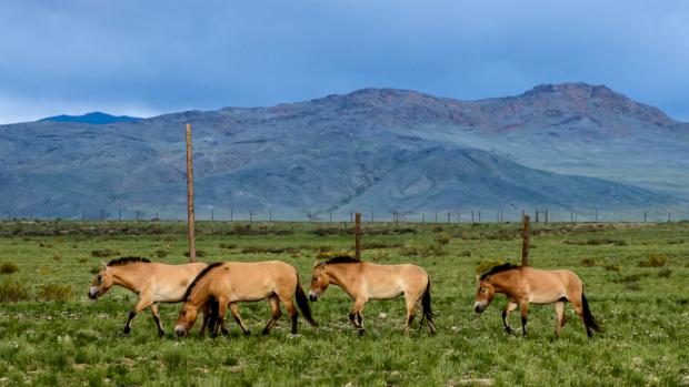 Další čtyři klisny úspěšně transportovány do země svých předků. Foto Zoo Praha